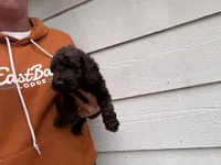 Jackson , a male Miniature Goldendoodle for sale in Stillwater, MN – 3 of 3