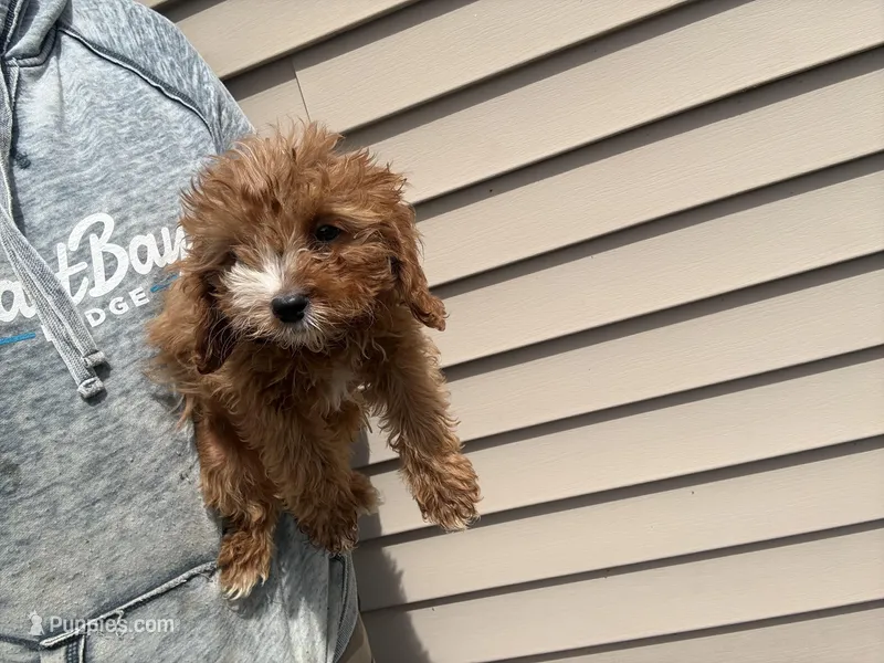 Max – Cavapoo puppy for sale in Stillwater, MN