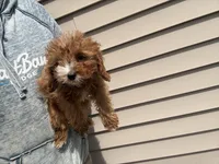 Max, a male Cavapoo for sale in Stillwater, MN – Photo 1 of 2