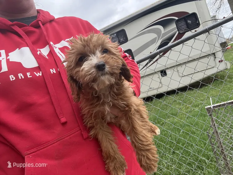 Maximus  – Cavapoo puppy for sale in Stillwater, MN
