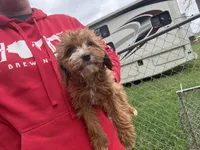 Maximus , a male Cavapoo for sale in Stillwater, MN – Photo 1 of 4