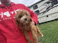 Maximus , a male Cavapoo for sale in Stillwater, MN – Photo 4 of 4