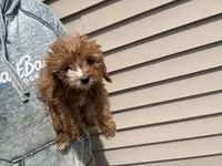 Max, a male Cavapoo for sale in Stillwater, MN – Photo 2 of 2
