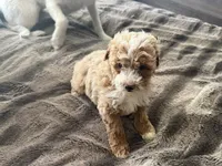 Tucker , a male Cavapoo and Poodle - Toy  for sale in Stillwater, MN – 3 of 4