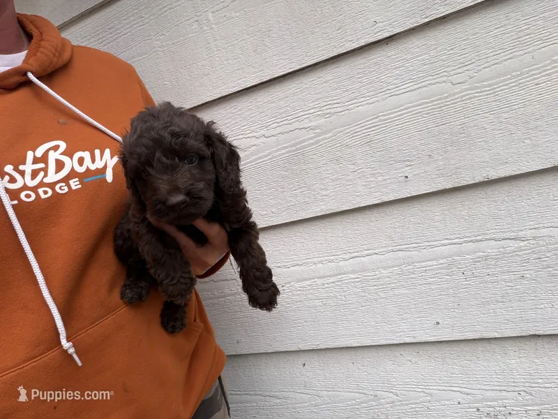  Jackson  – Miniature Goldendoodle puppy for sale in Stillwater, MN