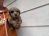 Chip, a male Miniature Goldendoodle for sale in Stillwater, MN – 1 of 4