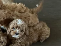 Mavis, a male Cavapoo for sale in Stillwater, MN – Photo 2 of 6