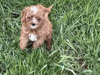 Mavis, a male Cavapoo for sale in Stillwater, MN – Photo 5 of 6