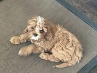 Mavis, a male Cavapoo for sale in Stillwater, MN – Photo 3 of 6