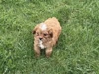 Mavis, a male Cavapoo for sale in Stillwater, MN – Photo 6 of 6
