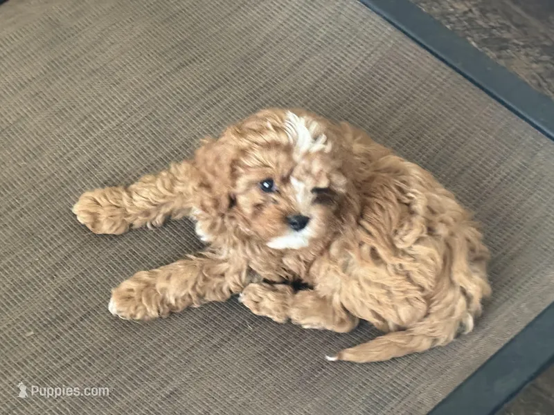 Mavis, a male Cavapoo for sale in Stillwater, MN – Photo 1 of 6