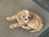 Mavis, a male Cavapoo for sale in Stillwater, MN – Photo 1 of 6