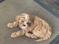 Mavis, a male Cavapoo for sale in Stillwater, MN – Photo 4 of 6