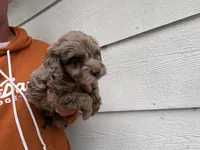 Chip, a male Miniature Goldendoodle for sale in Stillwater, MN – 4 of 4