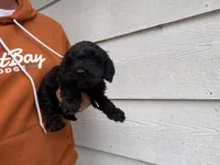 Norman , a male Miniature Goldendoodle for sale in Stillwater, MN – 2 of 3