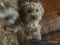 Winnie , a female Cavapoo for sale in Stillwater, MN – 5 of 5