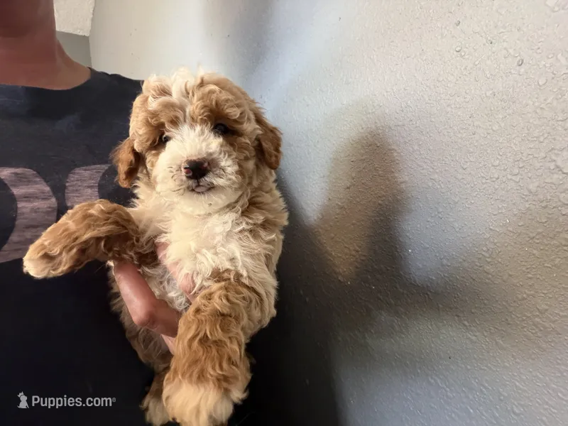 Tucker  – Cavapoo, Poodle - Toy  puppy for sale in Stillwater, MN