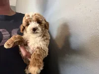 Tucker , a male Cavapoo and Poodle - Toy  for sale in Stillwater, MN – 1 of 4