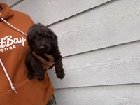  Jackson , a male Miniature Goldendoodle for sale in Stillwater, MN – 2 of 3
