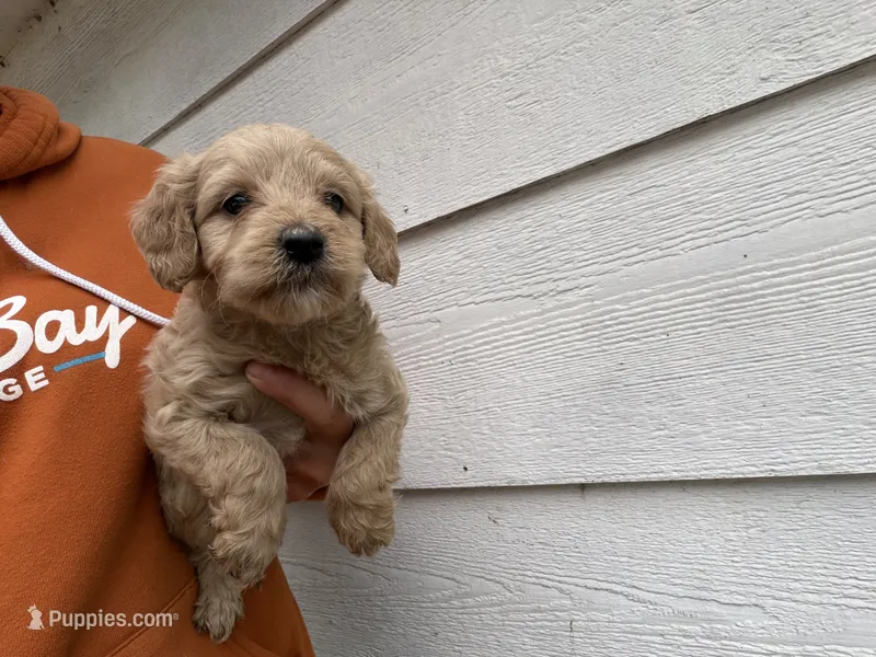Ali – Miniature Goldendoodle puppy for sale in Stillwater, MN