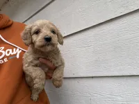 Ali, a female Miniature Goldendoodle for sale in Stillwater, MN – 1 of 3