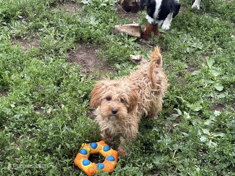 Winnie  – Cavapoo puppy for sale in Stillwater, MN