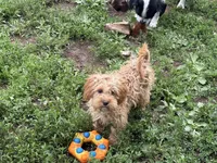 Winnie , a female Cavapoo for sale in Stillwater, MN – 1 of 5