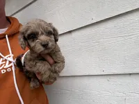 Chip, a male Miniature Goldendoodle for sale in Stillwater, MN – 2 of 4