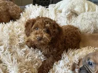 Tate , a male Miniature Goldendoodle for sale in Stillwater, MN – Photo 4 of 4