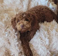 Tate , a male Miniature Goldendoodle for sale in Stillwater, MN – Photo 2 of 4