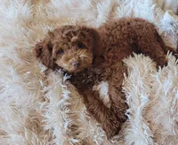 Tate , a male Miniature Goldendoodle for sale in Stillwater, MN – Photo 3 of 4