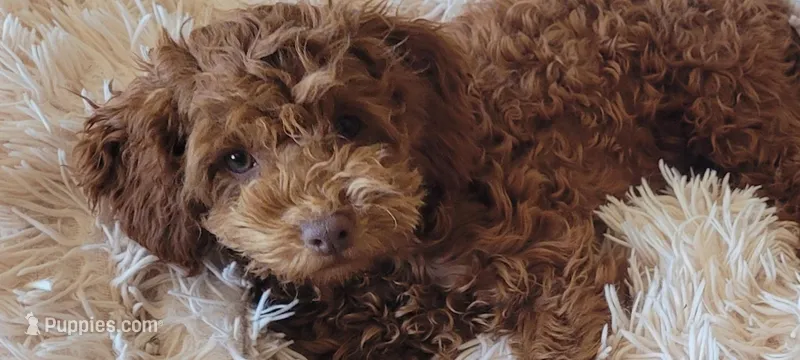 Tate  – Miniature Goldendoodle puppy for sale in Stillwater, MN