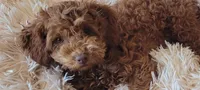 Tate , a male Miniature Goldendoodle for sale in Stillwater, MN – Photo 1 of 4