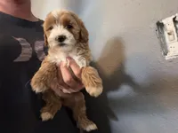 Taylor , a female Cavapoo and Poodle - Toy  for sale in Stillwater, MN – 3 of 5