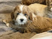 Taylor , a female Cavapoo and Poodle - Toy  for sale in Stillwater, MN – 4 of 5