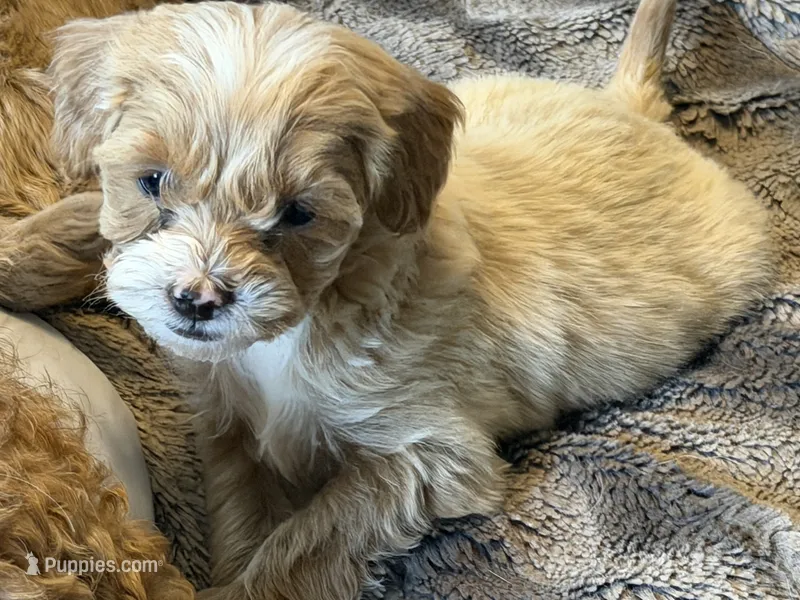 Tilly  – Cavapoo, Poodle - Toy  puppy for sale in Stillwater, MN