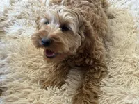 Albert , a male Miniature Goldendoodle for sale in Stillwater, MN – Photo 2 of 6