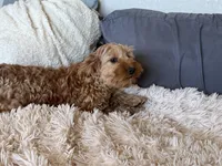 Albert , a male Miniature Goldendoodle for sale in Stillwater, MN – Photo 5 of 6