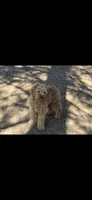 Albert , a male Miniature Goldendoodle for sale in Stillwater, MN – 2 of 6