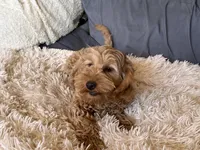 Albert , a male Miniature Goldendoodle for sale in Stillwater, MN – Photo 4 of 6