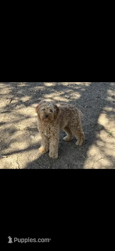 Albert  – Miniature Goldendoodle puppy for sale in Stillwater, MN