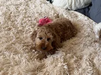 Albert , a male Miniature Goldendoodle for sale in Stillwater, MN – Photo 6 of 6