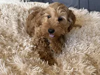 Albert , a male Miniature Goldendoodle for sale in Stillwater, MN – Photo 3 of 6