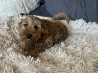 Albert , a male Miniature Goldendoodle for sale in Stillwater, MN – Photo 1 of 6