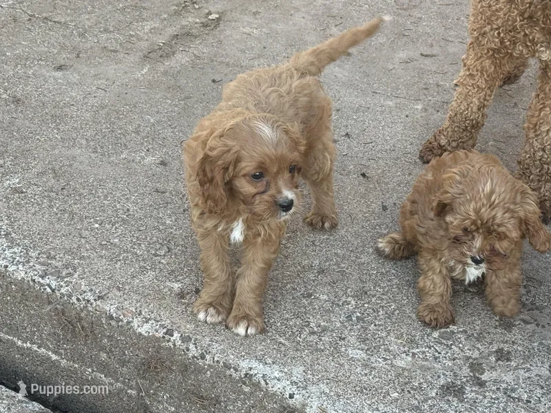 Millie  – Cavapoo puppy for sale in Stillwater, MN