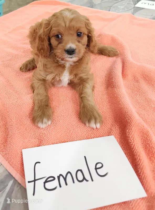 Millie , a female Cavapoo for sale in Stillwater, MN – Photo 1 of 1