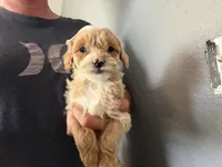 Tilly , a female Cavapoo and Poodle - Toy  for sale in Stillwater, MN – 3 of 4