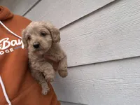 Ali, a female Miniature Goldendoodle for sale in Stillwater, MN – 3 of 3