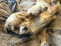 Tilly , a female Cavapoo and Poodle - Toy  for sale in Stillwater, MN – 2 of 4