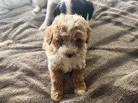 Tucker , a male Cavapoo and Poodle - Toy  for sale in Stillwater, MN – 4 of 4